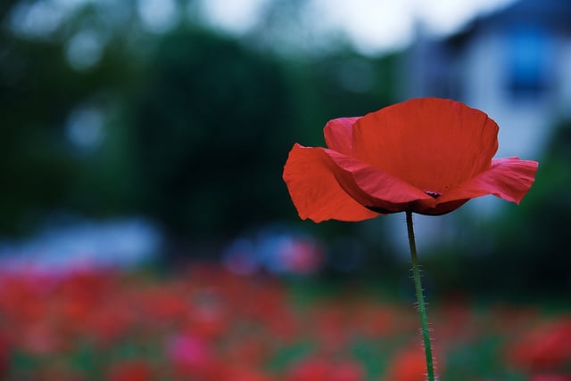 Poppy Remembrance Day poppy