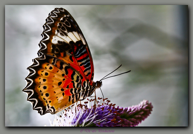 Butterfly effect Butterfly effect