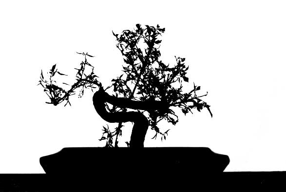 Bonsai